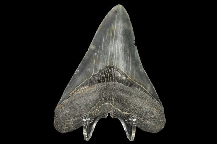 Serrated, Fossil Megalodon Tooth - South Carolina #114505